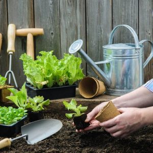 Certificate in Mastering Container Gardening Level 3