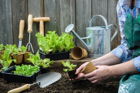 Certificate in Mastering Container Gardening Level 3