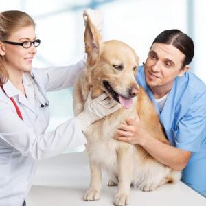 Advanced Diploma in Pet Care Management at QLS Level 3