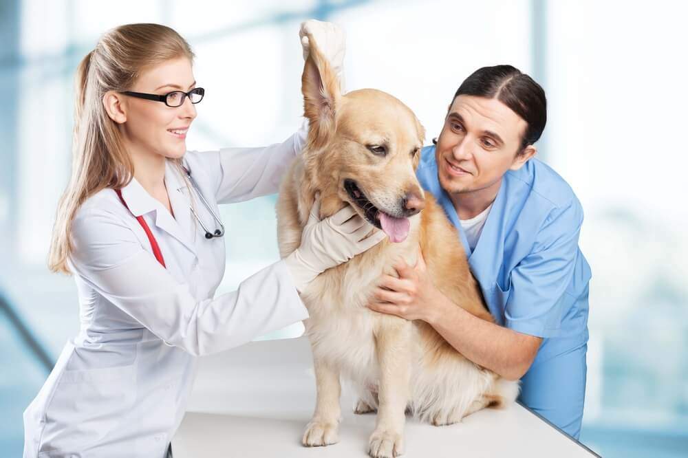 Advanced Diploma in Pet Care Management at QLS Level 3