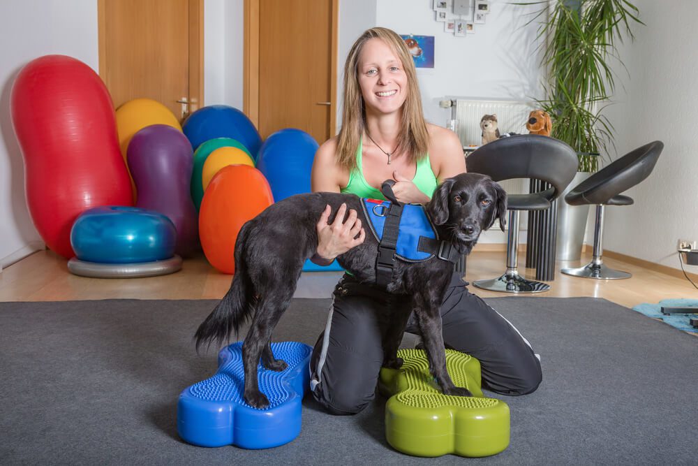 Advanced Diploma in Pet Physical Therapy at QLS Level 3