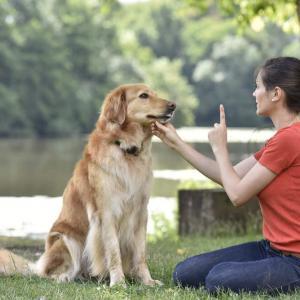 Advanced Diploma in Dog Behaviour and Career Training at QLS Level 3