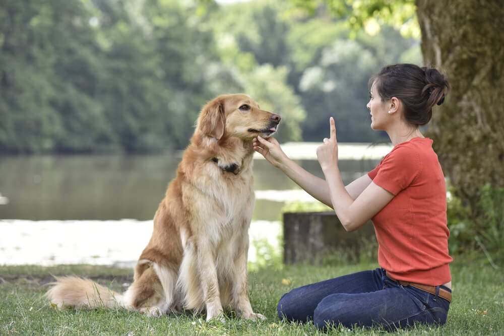 Advanced Diploma in Dog Behaviour and Career Training at QLS Level 3