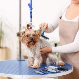 Advanced Diploma in Dog Grooming Techniques at QLS Level 3