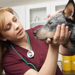 Advanced Diploma in Veterinary Support Assistant - Level 3
