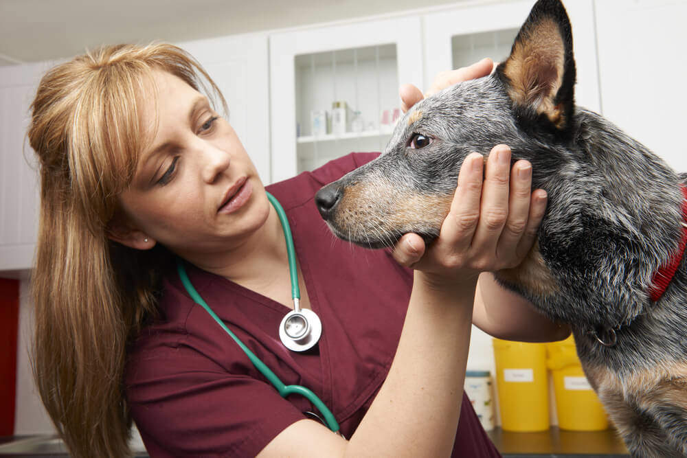 Advanced Diploma in Veterinary Care Assistant at QLS Level 3 - Study 365