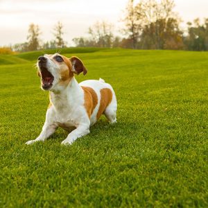 Dog Barking – Level 3