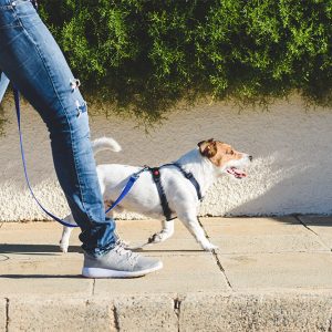 Dog Leash Training – Level 3