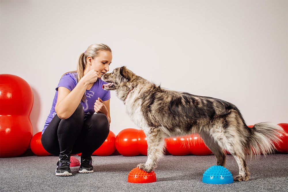 Dog Trainer – Level 3