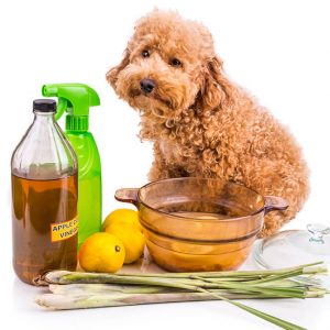 Natural Remedies for your Dog – Level 3