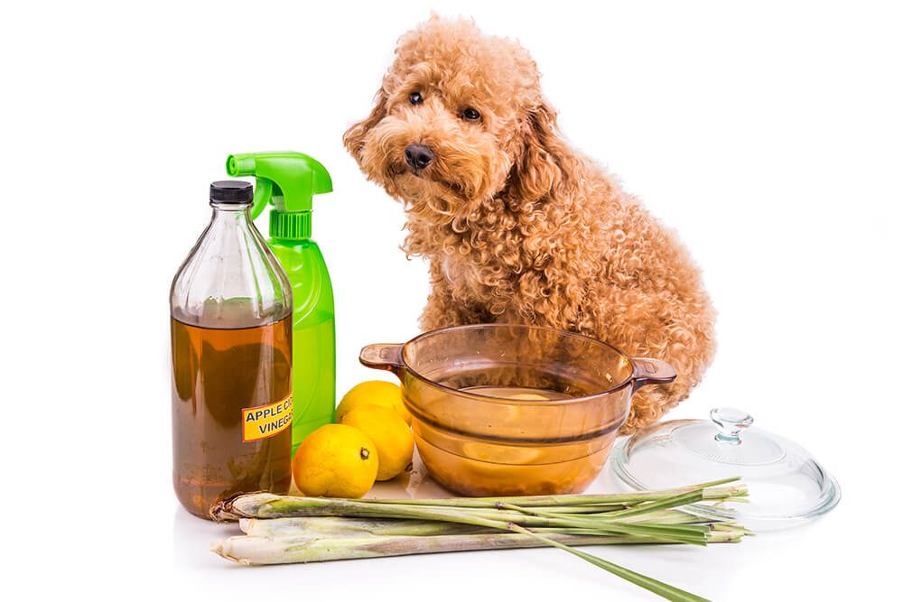 Natural Remedies for your Dog – Level 3